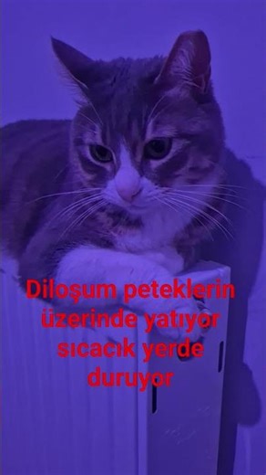 Diloşum peteklerin üzerinde yatıyor sıcacık yerde duruyor #kitten #cute #kediler