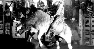 Unrideable bull Chainsaw was a Mount Isa rodeo star