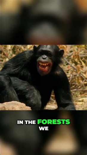 Jane Goodall Redefining Humanity and Saving Our World