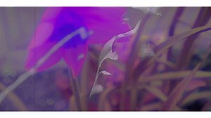 Frank Ocean- Nature Feels (Beemen Visuals)