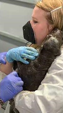 Baby Pygmy Hippo brings 'adorable factor' to John Ball Zoo in Grand Rapids