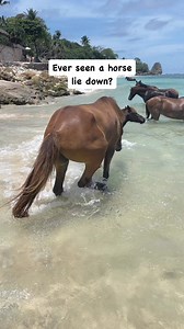 So adorable 🥰 #horses #horse #beach #beautiful #beautifulplaces #animallover #animals | Positravelty