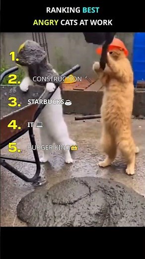 RANKING BEST ANGRY CATS AT WORK😂 #cats #ranking #fastfood