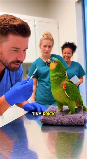 Savage Parrot Roasts Vet in Front of Everyone  #petparrot #talkingparrots #parrotsoftiktok #funnyparrot #talkingparrot | Laroobenz | Facebook