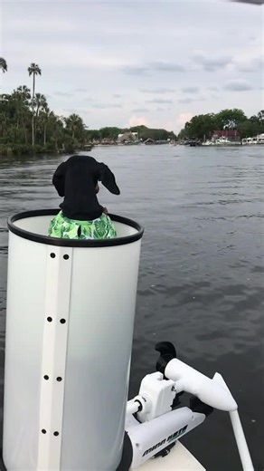I’m on a boat.. in a tube thingy.. 😝🚣♀️ #foryou #foryoupage #imonaboat #boat #dogs