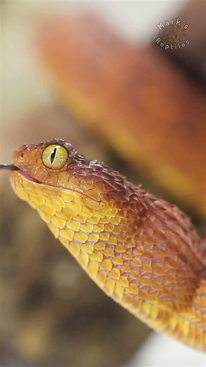 BOTH variable bush vipers eating at the same time! Awesome snakes. #venomoussnakes #snakes #viper #bushviper #atherissquamigera | Mark’s Reptiles