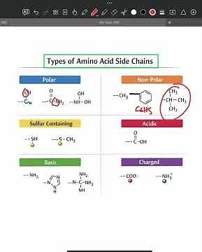 Different types of amino acid side chains - AS Level Biology
