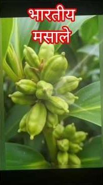 Indian Spices: The Secret Behind Flavor, Health & Tradition | Amazing Facts About Indian Masalas