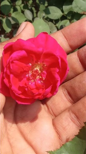 truly amazing beautiful 🌹 hai