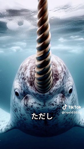 イッカク伝説 #イッカク #動物 #雑学 #動物の雑学