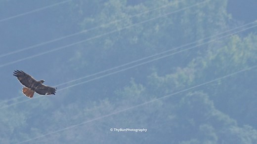 12K views · 699 reactions | The red-tailed hawk is a bird of prey...