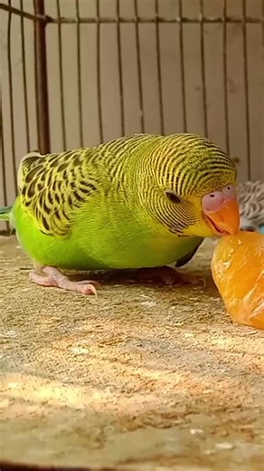 budgies eating orange 🍊 #budgies707 #budgies #budgerigars