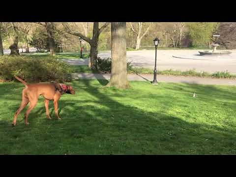 Catch Me If You Can: Squirrel Outfoxes Dog in Central Park Chase