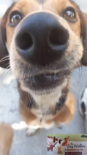 😇😘🙉🐶🐕 #thedogwalkerkalamata #the #dog #walker #kalamata #messinia #Peloponnese #walk #greece #dogs #dogsoftiktok #doglover #doglove #dogtraining #dogwalk #fy #fu #fyp #fup #fory #foru #foryou #foryoupage #foryourpage #4u #parati #viral #1 #greecetiktok #greektiktok #tiktok #video