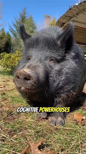 Pigs Are Smarter Than You Think!
