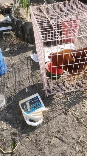 海洋扣板，批发，插板，墙板，厂家直销各种型号，大小边条，木方，大板子，石膏板大量批发。大量批发优微板，轻钢龙骨，等装饰材料。 地址: 褚波对面儿，宝军农机修理往里走20米处，一站式服务，自家有木匠，承揽大小工程，可送货上门。 联系电话:15846928884 15645951567，亲们帮转发一下自己家的事。