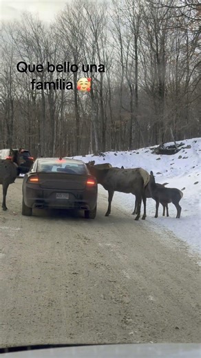 Un día en el parque Omega una experiencia increíble #canada #parqueomega #ottawa #animales