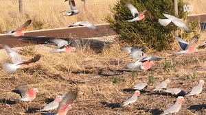 7.1K views · 192 reactions | FLAMIN' GALAHS LOVING SOUTH WEST LIVING 礪 Spotted the oversized group of galahs hanging around Vasse at the moment? They're a wonderful (and occasionaly distracting) sight as they feed on freshly cut grass along the roadside and when taking flight and it's even more spectacular when slowed down. | ABC South West | Facebook