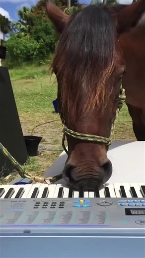 Explore Umapyoi: The Ultimate Horse Racing Game