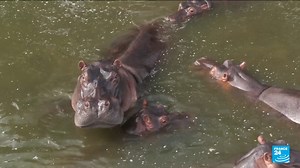 🇨🇴🦛 In Colombia, they are called "Escobar's hippos" because they are the toxic legacy of Pablo Escobar. The kingpin illegally imported four hippos in the 1980s for the zoo of his ranch, Hacienda Napoles. After his death in 1993, the hippos were abandoned and reproduced on a massive scale ⤵️ | FRANCE 24 English