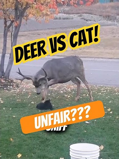 🐱 Black Cat vs Deer Showdown in the Front Yard! 🦌