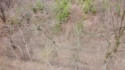 Pohon-pohon pinus muda dikelilingi oleh pohon-pohon tanpa daun di...