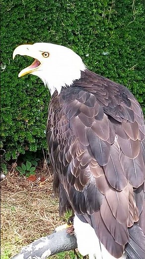 Bald Eagle Making Noises