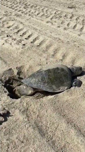 An Olive Ridley Sea Turtle NESTS on Surfside CA Beach! Historic First? El Niño 2026 🐢🔥