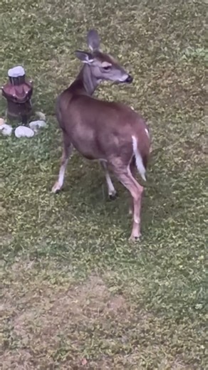 Today’s backyard visitor #nature #animals #wildlife