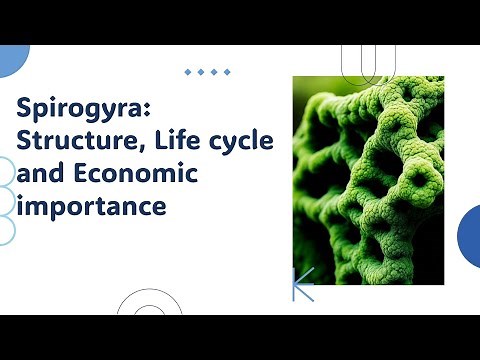 Unit 9.2 Spirogyra: Structure, Life cycle and Economic importance#mavi#second paper#video#science