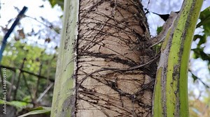 Banana tree trunk with branch texture pan shot from above to below and below to above revealing shot
