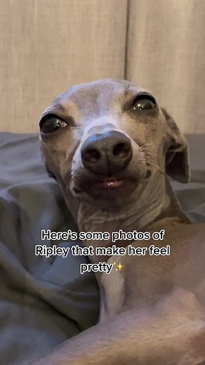 Charming Italian Greyhound Photos that Capture Ripley's Beauty