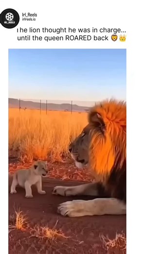 Irl_Reels on Instagram: "This reel features a 15-second TikTok clip—now surpassing 5.8M views—where a male lion gives a playful swat to a cub, only for the lioness to leap in and roar at him, creating the perfect “mom defending the baby” moment. The internet quickly anthropomorphized the scene as a hilarious spousal argument in the animal kingdom. But the virality doesn’t stop at humor. Across Instagram, Reddit (r/isthisAI), and X, viewers are debating whether the footage is AI-generated due to