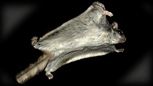 Flying Squirrels Get Frisky