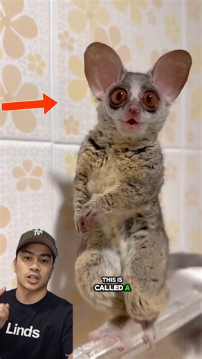 This is one of the cutest animals, called a bush baby in English. #bushbaby #animals #bushlife