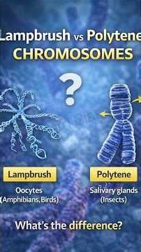 Lampbrush vs Polytene Chromosomes | Key Differences Explained #bioboardclasses #biology