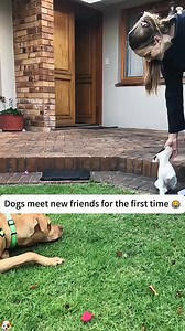 477K views · 10K reactions | Funny dogs doing a funny stunts and...