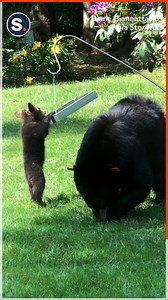 797K views · 23K reactions | Mama bear and her adorable cub were caught on camera playing with a bird feeder! | storyful | Facebook