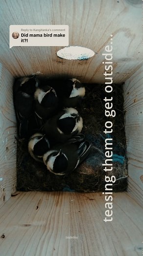 Birds Flee the Nest After Beast Attack | Baby Bird Bites