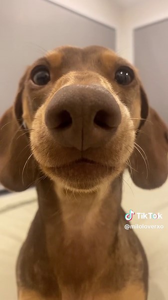 Smooth Brain - What It Means and Why It Matters