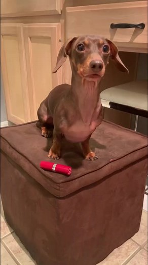 Moonpie Starbox (@moonpie.starbox)’s videos with original sound - Sammi