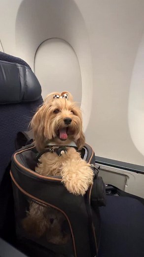 ✈️ Pet in cabin applies to dogs under 8kg or 10kg depending on airline, restrictions apply. Check routes and requirements directly with airline. Pet policy changes between diffent airlines. 🚫 No commercial airlines can fly ‘pet in cabin’ into Iceland or into the UK. #dogtravel #traveldog #pettravel #dogsonplanes #traveltiptuesday | International Dog Travel