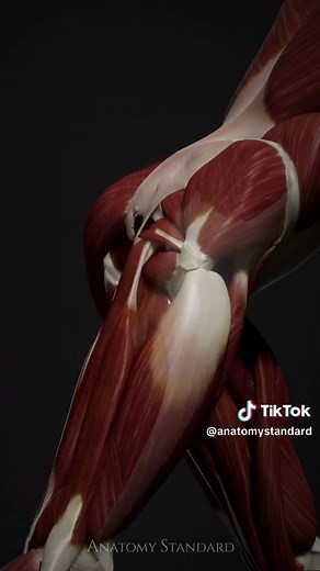 A look at the gluteal muscles during a kickback movement, now from the side view. The gluteus maximus leads the motion in hip extension, then fades to reveal the gluteus medius and deeper hip stabilizers at work. We’d love to hear from you: what muscle or movement would you like to see next? #anatomystandard #gluteal #glutes #hipanatomy #lowerlimbanatomy