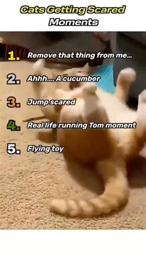 Top 5 Funniest Cat Scare Moments 😹 #1 Is Hilarious #funnycatreaction #scareprank #shorts #fyp