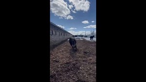 Horse charges and kicks backward in Moscow, Russia