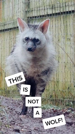 Discovering the Aardwolf: A Unique Hyena Relative