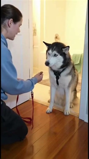 Bath time husky says Noo #husky #doggielife #funny #funnypets #funnyanimals #dogshorts #huskydog