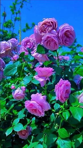 "Welcome Spring with Stunning Roses 🌷🌹 Relaxing Nature Video"