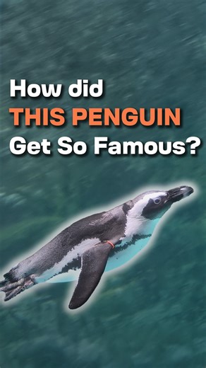 Not only is Duckie the penguin the STAR of Colorado’s Pueblo Zoo 🌟 he’s also an internet sensation & was a top contender in this year’s March of the Penguin Madness competition. 🐧 This little guy deserves ALL the fish snacks! 🐟 #penguins #zoo #colorado #pueblo #aquarium #endangeredspecies #conservation #cuteanimals | Amazing America TV