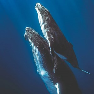 25K views · 1.1K reactions | Help us protect our marine life from the 8 million tons of plastic that enters the ocean every year.  | Marine Conservation Society | Facebook